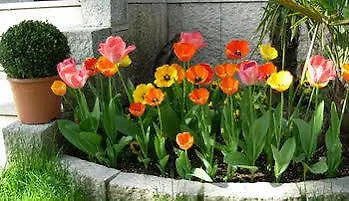 Il Tulipano فندق فيرونا